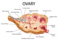 Healthcare and Medical education drawing chart of Human Female Ovary showing Follicle development stage and Ovulation