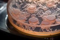 Virus or bacteria cells in a scientific laboratory petri dish. Generative AI Royalty Free Stock Photo