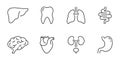 Healthcare Outline Icon, Internal Organ Anatomy. Human Brain, Intestine, Urinary System, Tooth, Stomach, Lung, Liver