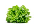 Healthful bright green lettuce, isolated on a white background. Organic, raw, fresh and tasty concept. Royalty Free Stock Photo