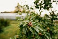 Healthiest fruits - pear on a sunny day in Latvia