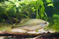 Healthy active adult specimen of European bitterling, Rhodeus amarus, little omnivore ornamental fish in a temperate biotope