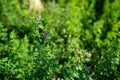 Alfalfa organic plant that has been grown as feed for livestock