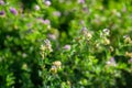 Alfalfa organic plant that has been grown as feed for livestock