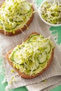 Healthy avocado toast with cucumber radish sprouts