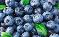 healthy background. blueberry texture. blueberries background. fruit background