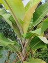 A healthy banana plant that is actively sprouting. Royalty Free Stock Photo