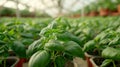 Healthy basil plants thriving in greenhouse with aromatic leaves ideal for picking