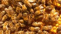 A healthy bee hive with the queen in center of photo Royalty Free Stock Photo