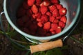 Healthy bio food concept. Strawberries in a small bucket against organic strawberry farm background Royalty Free Stock Photo