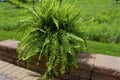 Boston Fern 822533