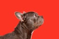 Healthy brachycephalic black French Bulldog dog with long nose Royalty Free Stock Photo