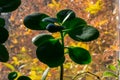 healthy bright green crassula ovata succulent jade plant lucky money tree in window-sill indoor bonsai garden Royalty Free Stock Photo