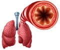 Healthy Bronchial Tube Royalty Free Stock Photo