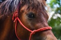 Horses farming within agriculture area