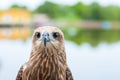 Healthy brown hawk portrait with blurred lake background Royalty Free Stock Photo