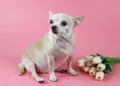 Healthy brown short hair chihuahua dog, sitting on pink background with tulip flowers, looking away, isolated