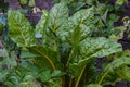 Healthy bunch of Swiss chard growing organically in the garden. Royalty Free Stock Photo