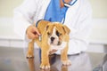 Healthy bundle of cuteness. a vet listening to a playful bulldog puppys heartbeat.