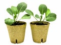 Healthy Cabbage Plants Ready For Planting Royalty Free Stock Photo