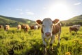 Healthy cattle of brown and white hue on green grass in blurred mountain view background. AI generated.