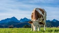 Healthy Cattle Cows In Pasture