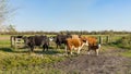 Healthy cattle livestock