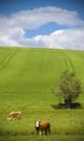 Healthy cattle livestock, Idyllic Rural, UK Royalty Free Stock Photo