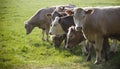 Healthy cattle livestock, Idyllic Rural, UK Royalty Free Stock Photo