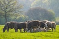 Healthy cattle livestock, Idyllic Rural, UK Royalty Free Stock Photo