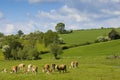 Healthy cattle livestock, Idyllic Rural, UK Royalty Free Stock Photo