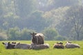 Healthy cattle livestock, Idyllic Rural, UK Royalty Free Stock Photo