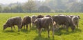 Healthy cattle livestock, Idyllic Rural, UK Royalty Free Stock Photo