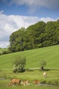 Healthy cattle livestock, Idyllic Rural, UK Royalty Free Stock Photo