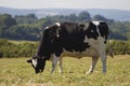 Healthy cattle livestock, Idyllic Rural, UK Royalty Free Stock Photo