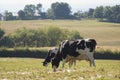 Healthy cattle livestock, Idyllic Rural, UK Royalty Free Stock Photo