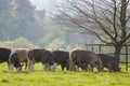 Healthy cattle livestock, Idyllic Rural, UK Royalty Free Stock Photo