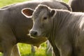 Healthy cattle livestock, Idyllic Rural, UK Royalty Free Stock Photo