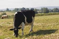 Healthy cattle livestock, Idyllic Rural, UK Royalty Free Stock Photo