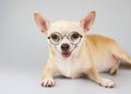 Healthy and clever Chihuahua dog wearing eye glasses, lying down on white background, smiling with tongue out and looking at