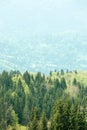 Healthy, colorful coniferous and deciduous forest