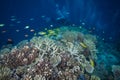 Healthy and colorful coral on the reef Royalty Free Stock Photo