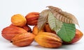 Healthy colorful fresh cacao pods Royalty Free Stock Photo