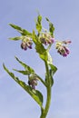 Comfrey flowers with leaves Royalty Free Stock Photo