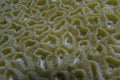 Healthy Coral off Balicasag Island, Philippines Royalty Free Stock Photo