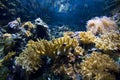 Healthy coral reef