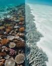Healthy coral reef and bleached reef nearby. Royalty Free Stock Photo