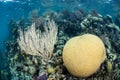 Healthy Coral Reef in Caribbean Sea Royalty Free Stock Photo