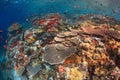 The healthy coral reef of the current city,Komodo Royalty Free Stock Photo