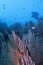 Healthy Coral Reef life off Balicasag Island, Panglao, Bohol, Philippines Royalty Free Stock Photo